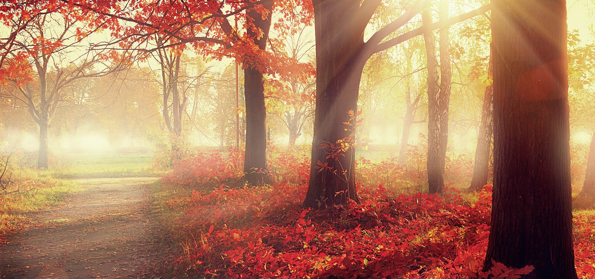 Autumn. Fall scene. Beautiful Autumnal park. Beauty nature scene
